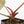 Anthurium DocBlock F2 x Carlablackiae by DocBlock® (wk29-G) *Blister Variegated*