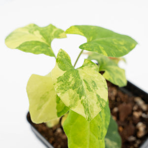 Fallopia Multiflora Aurea Variegated (wk19-D)