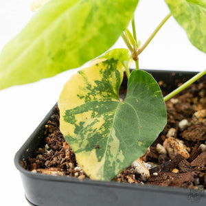 Fallopia Multiflora Aurea Variegated (wk19-D)
