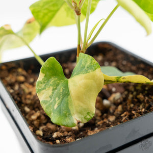 Fallopia Multiflora Aurea Variegated (wk19-D)