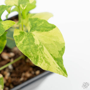 Fallopia Multiflora Aurea Variegated (wk19-D)