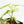 Fallopia Multiflora Aurea Variegated (wk19-D)