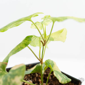 Fallopia Multiflora Aurea Variegated (wk19-D)