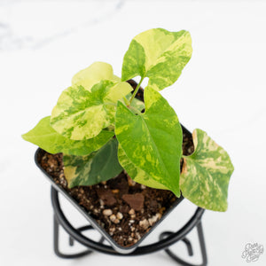 Fallopia Multiflora Aurea Variegated (wk19-D)
