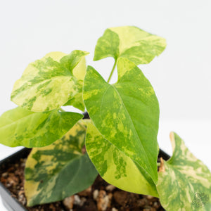 Fallopia Multiflora Aurea Variegated (wk19-D)