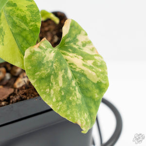 Fallopia Multiflora Aurea Variegated (wk19-D)