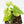 Fallopia Multiflora Aurea Variegated (wk19-D)