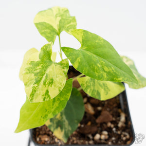Fallopia Multiflora Aurea Variegated (wk19-D)