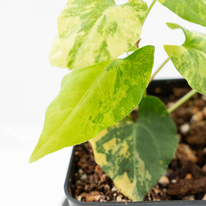 Fallopia Multiflora Aurea Variegated (wk19-D)