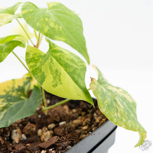 Fallopia Multiflora Aurea Variegated (wk19-D)