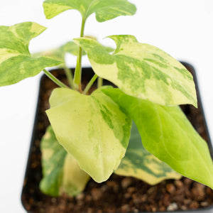 Fallopia Multiflora Aurea Variegated (wk19-D)