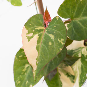 Fallopia Multiflora Pink Variegated (wk38-L276)