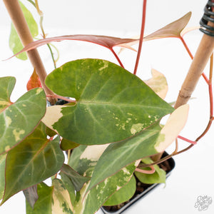 Fallopia Multiflora Pink Variegated (wk38-L276)