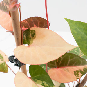 Fallopia Multiflora Pink Variegated (wk38-L276)