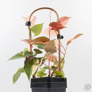 Fallopia Multiflora Pink Variegated (wk38-L276)