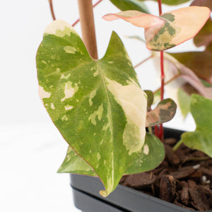 Fallopia Multiflora Pink Variegated (wk38-L276)