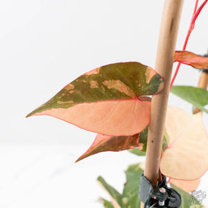 Fallopia Multiflora Pink Variegated (wk38-L276)