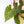 Fallopia Multiflora Pink Variegated (wk38-L276)