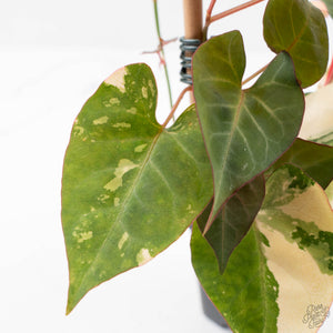 Fallopia Multiflora Pink Variegated (wk38-L276)