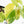 Fallopia Multiflora Aurea Variegated (wk39-L305)