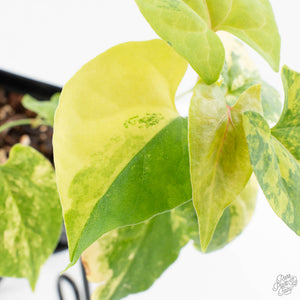Fallopia Multiflora Aurea Variegated (wk39-L305)