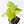 Fallopia Multiflora Aurea Variegated (wk39-L305)