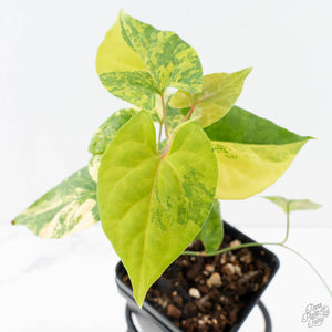 Fallopia Multiflora Aurea Variegated (wk39-L305)