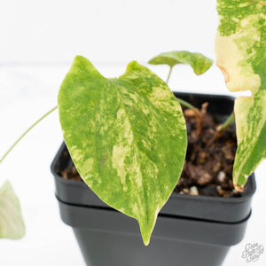 Fallopia Multiflora Aurea Variegated (wk39-L305)