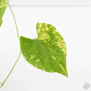 Fallopia Multiflora Aurea Variegated (wk39-L305)