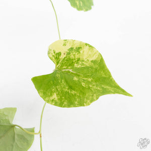 Fallopia Multiflora Aurea Variegated (wk39-L305)
