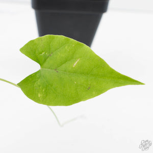Fallopia Multiflora Aurea Variegated (wk39-L305)