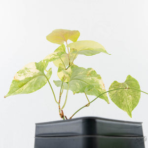 Fallopia Multiflora Aurea Variegated (wk39-L305)