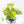 Fallopia Multiflora Aurea Variegated (wk39-L305)