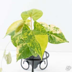 Fallopia Multiflora Aurea Variegated (wk39-L305)