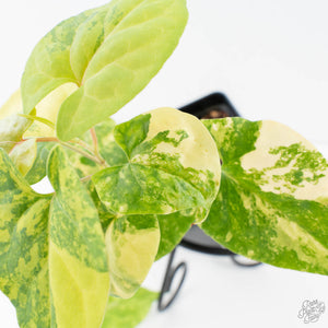Fallopia Multiflora Aurea Variegated (wk39-L305)