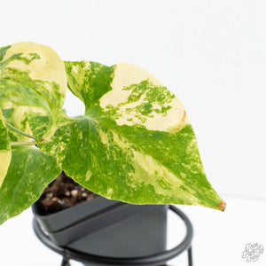 Fallopia Multiflora Aurea Variegated (wk39-L305)