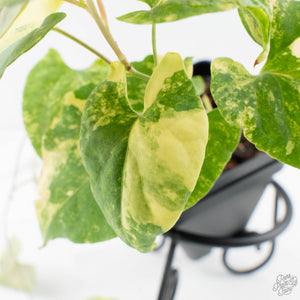 Fallopia Multiflora Aurea Variegated (wk39-L305)