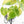 Fallopia Multiflora Aurea Variegated (wk39-L305)