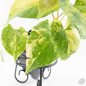 Fallopia Multiflora Aurea Variegated (wk39-L305)