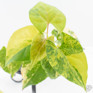 Fallopia Multiflora Aurea Variegated (wk39-L305)