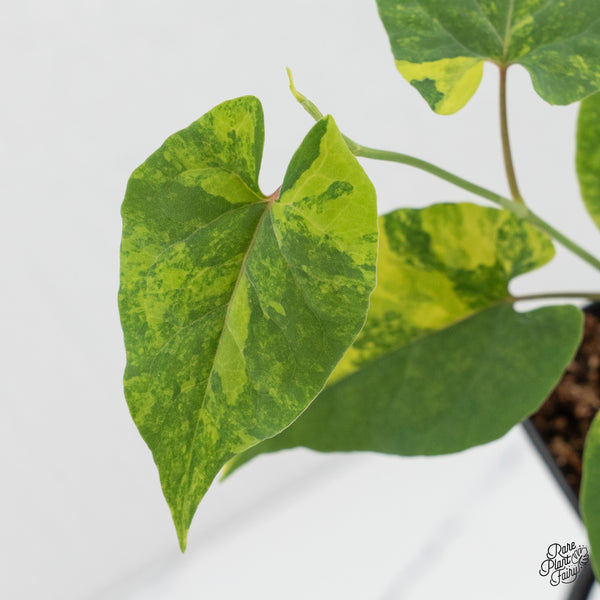 Fallopia Multiflora Aurea Variegated (wk1-I)