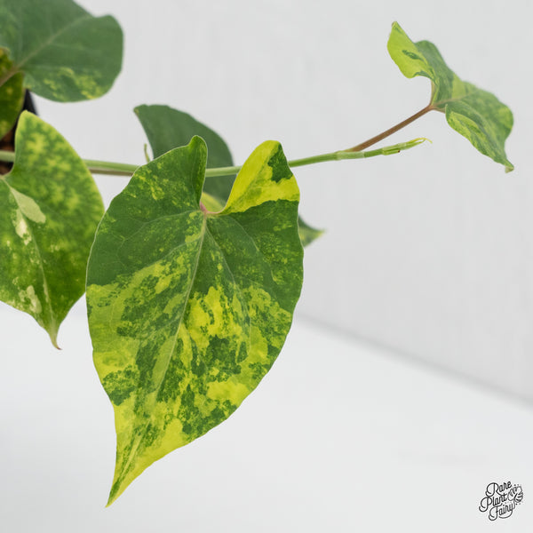 Fallopia Multiflora Aurea Variegated (wk1-I)