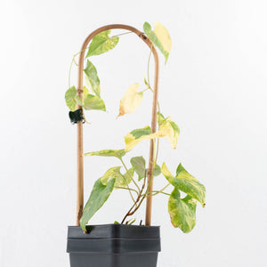 Fallopia Multiflora Aurea Variegated (wk30-M)