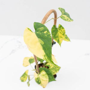 Fallopia Multiflora Aurea Variegated (wk30-M)