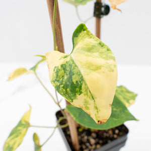 Fallopia Multiflora Aurea Variegated (wk30-M)