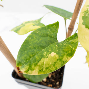 Fallopia Multiflora Aurea Variegated (wk30-M)