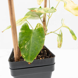 Fallopia Multiflora Aurea Variegated (wk30-M)