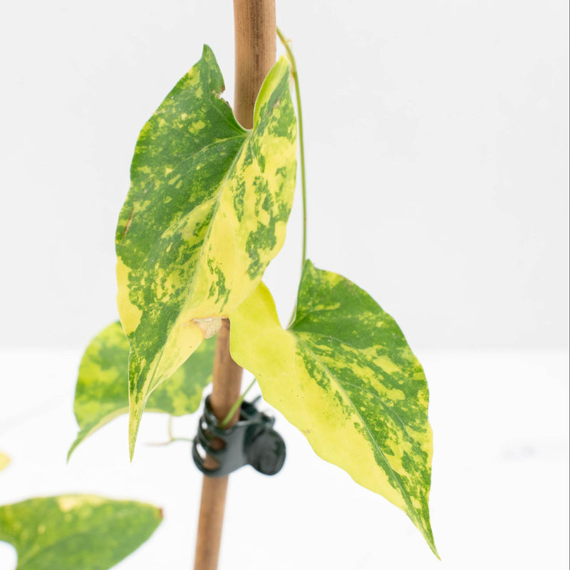 Fallopia multiflora aurea variegated