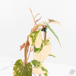 Fallopia Multiflora Albo Variegated (wk18-D)