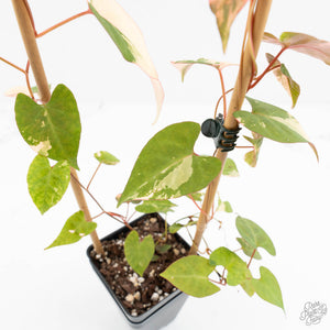 Fallopia Multiflora Albo Variegated (wk18-D)